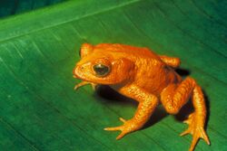 Golden toad