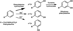 Enzymatic oxidation of tyrosine by phenylalanine hydroxylase (top) and non-enyzmatic oxidation by hydroxyl free radicals (middle and bottom).