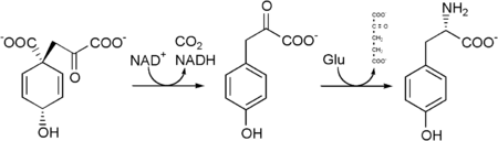 Tyrosine biosynthesis.png