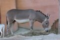 Afrikanischer Esel (Equus asinus), Zoo Hannover.jpg
