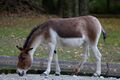 Kiang Tierpark Hellabrunn-4.jpg