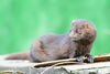 American mink geograph.co.uk 2083077.jpg