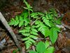 Botrychium virginianum.JPG