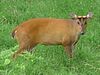 Muntjac deer.JPG