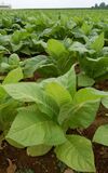 Nicotiana Tobacco Plants 1909px.jpg