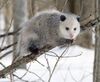 Opossum 2.jpg