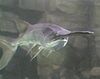 Paddlefish underwater.jpeg