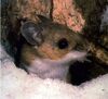Peromyscus maniculatus.jpg