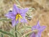 Solanum elaeagnifolium.jpg