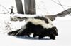 Striped Skunk (Mephitis mephitis) DSC 0030.jpg
