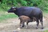 Water buffaloes in Wuyishan Wufu 2012.08.24 15-46-30.jpg