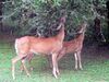 White-tailed deer (Odocoileus virginianus) grazing - 20050809.jpg