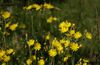 Yellow Hawkweed.jpg
