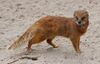 Yellow mongoose 1.jpg