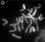 DAPI stained Welsh onion (Allium fistulosum) chromosomes.png