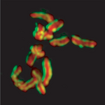 Karyotype of Caenorhabditis elegans.png