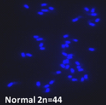 Karyotype of Coffea arabica.png