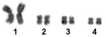 Karyotype of Macrostomum lignano.png
