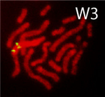 Karyotype of Schistosoma mansoni.png