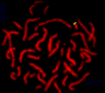 Karyotype of domestic cat (Felis catus).png