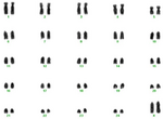 Karyotype of female Nili Ravi buffalo.png