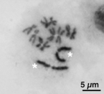 Karyotype of female yellow dung fly (Scathophaga stercoraria).png