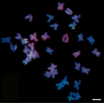 Karyotype of sunflower (Helianthus annuus).png