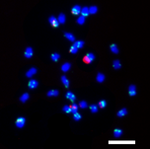 Karyotype of tetraploid Alfalfa (Medicago sativa ssp falcata).png