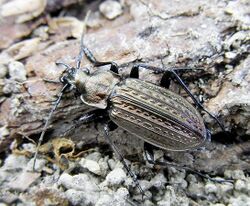 Carabus granulatus up.jpg