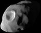 An irregularly shaped body is half illuminated from the bottom. The terminator runs from the left to right. The surface is covered by numerous craters.