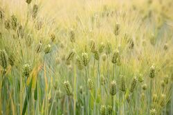 Barley (Hordeum vulgare) - United States National Arboretum - 24 May 2009.jpg