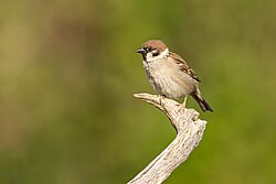 Feldsperling .jpg