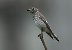 Grey-streaked Flycatcher 5612 (cropped).jpg