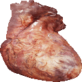 Animated heart 3D model rendered in computer