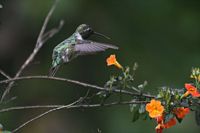 Hummingbird.jpg