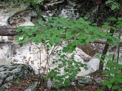 Viburnum bracteatum.jpg