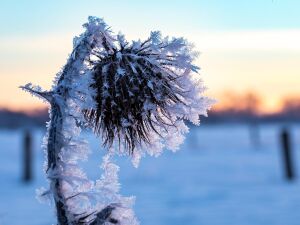 Frost on a thistle in Hausdülmen, North Rhine-Westphalia, Germany