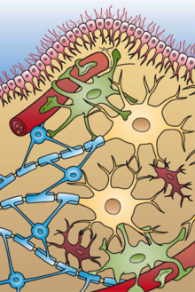 Illustration of the four different types of glial cells found in the central nervous system: ependymal cells, astrocytes, microglial cells, and oligodendrocytes