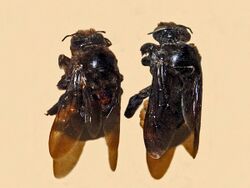 Apidae - Xylocopa augusti.JPG