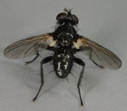 Phania funesta, Deeside, North Wales, Sept 2011 2 (17067873793).jpg