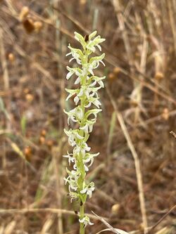 Platanthera yadonii 146515368.jpg
