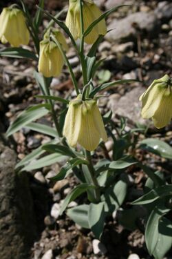 Fritillaria-pallidiflora-habit.JPG