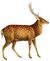 Recherches pour servir à l'histoire naturelle des mammifères (Pl. 22) (Cervus nippon).jpg