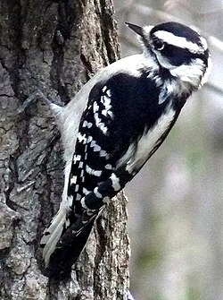 Downy Woodpecker-Female.jpg