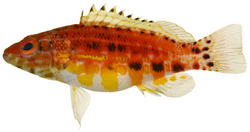 Serranus baldwini - pone.0010676.g060.png