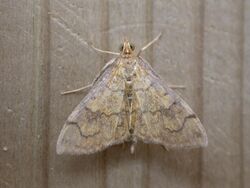 Anania verbascalis.jpg