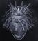 Pliciloricus enigmatus.jpg