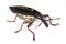 Long nosed weevil edit.jpg