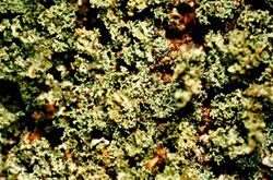 Cladonia parasitica-2.jpg