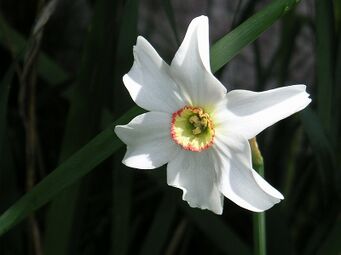 N. poeticus symbolising the eye in Islamic culture